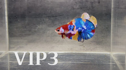 Multicolor Plakat Male Betta Fish |Show Grade|  You Pick Fish