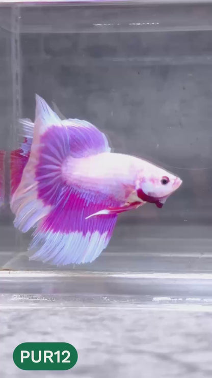 Purple Halfmoon Male Betta Fish | You Pick Fish | Order Directly From Farm