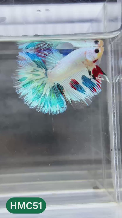 Multicolor Halfmoon Male Betta Fish | Order Directly From Farm | You Pick Fish