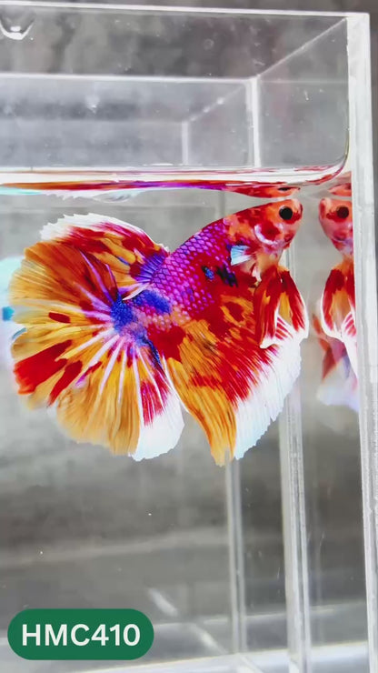 Multicolor Halfmoon Male Betta Fish | Order Directly From Farm | You Pick Fish