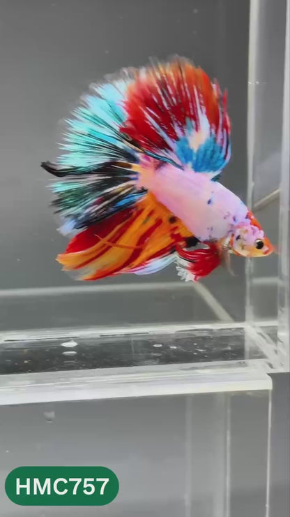 Multicolor Halfmoon Male Betta Fish | High Grade | Order Directly From Farm |  You Pick Fish |