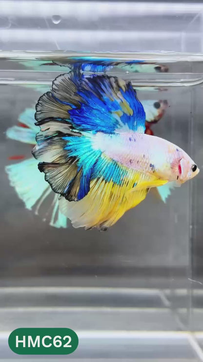 Multicolor Halfmoon Male Betta Fish | Order Directly From Farm | You Pick Fish