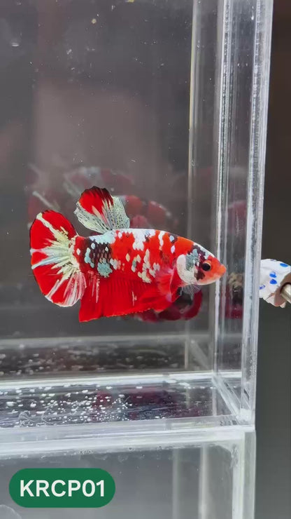 Koi Red Copper Plakat Male Betta Fish | You Pick Fish