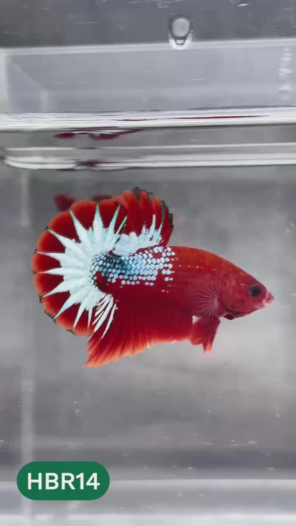 Hellboy Plakat Male Betta Fish | Order Directly From Farm | You Pick Fish