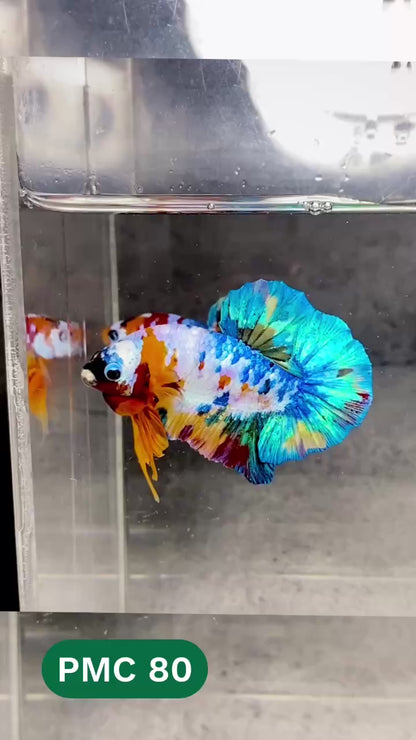 Multicolor Plakat Male Betta Fish |Show Grade|  You Pick Fish