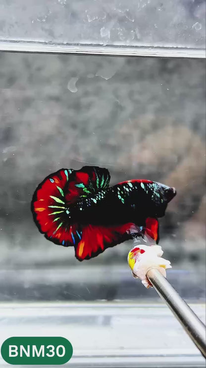 Dark Flame Hellfire Plakat Male Betta Fish | You Pick Fish | Rare Betta