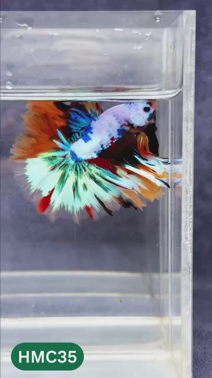 Multicolor Halfmoon Male Betta Fish | Order Directly From Farm | You Pick Fish