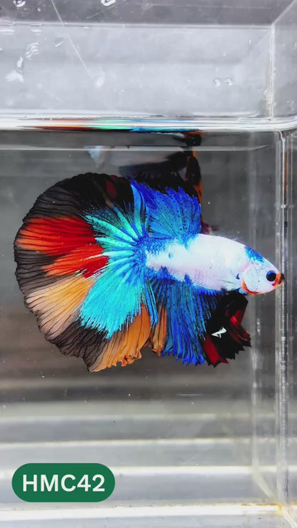 Nemo Halfmoon Male Betta Fish | Order Directly From Farm | You Pick Fish