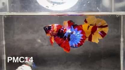 Multicolor Plakat Male Betta Fish |Show Grade|  You Pick Fish