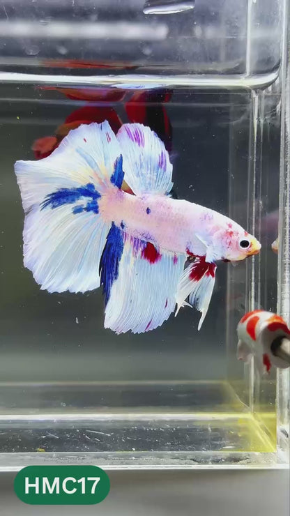 Multicolor Halfmoon Male Betta Fish | High Grade | Order Directly From Farm |  You Pick Fish |