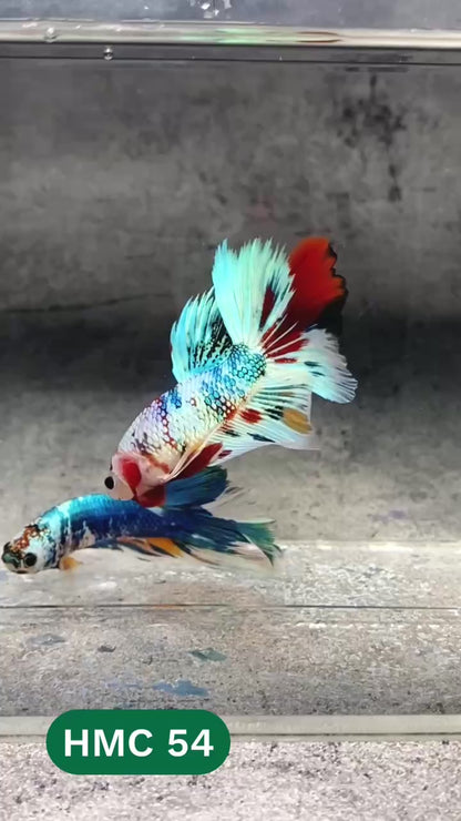 Multicolor Halfmoon Male Betta Fish | High Grade | Order Directly From Farm |  You Pick Fish |