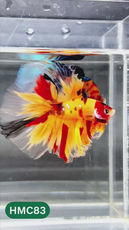 Nemo Halfmoon Male Betta Fish | Order Directly From Farm | You Pick Fish