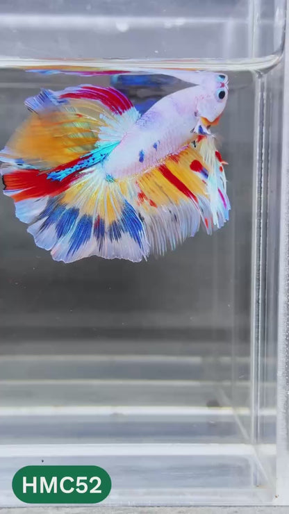 Multicolor Halfmoon Male Betta Fish | Order Directly From Farm | You Pick Fish