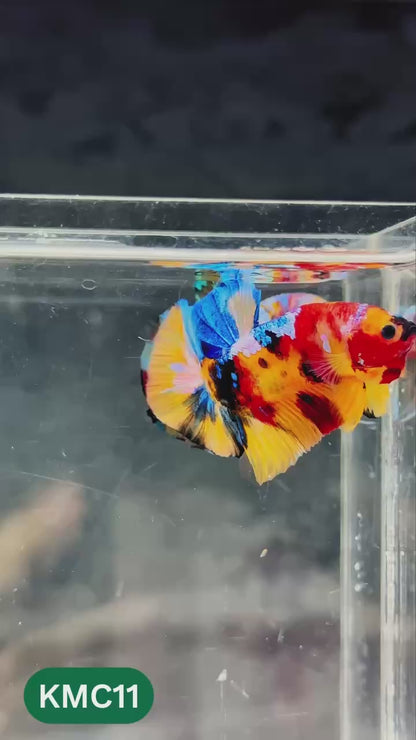Multicolor Yellow Base Plakat Male Betta Fish | Order Directly From Farm |  You Pick Fish