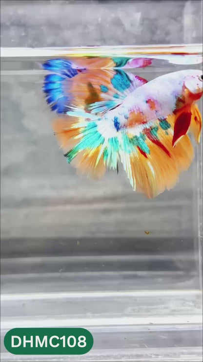 Multicolor Halfmoon Male Betta Fish | Order Directly From Farm | You Pick Fish