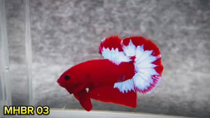 Hellboy Plakat Male Betta Fish | Order Directly From Farm | You Pick Fish