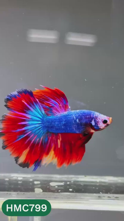 Nemo Halfmoon Male Betta Fish | Order Directly From Farm | You Pick Fish