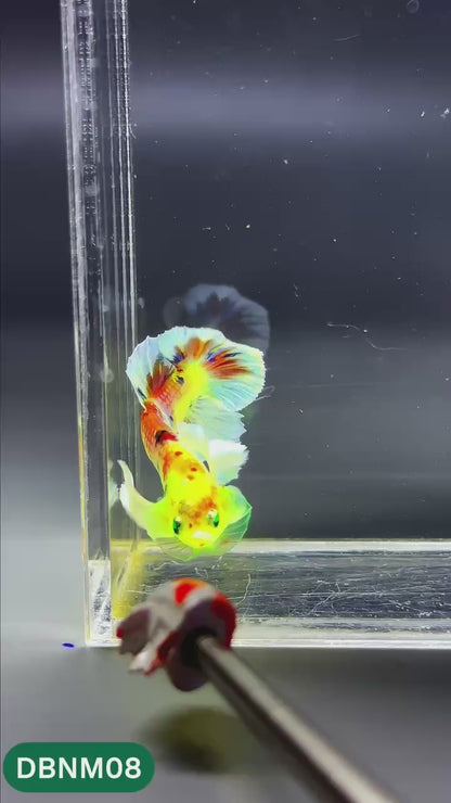Dumbo Neno Neon Plakat Male Betta Fish | Neon Betta | You Pick Fish