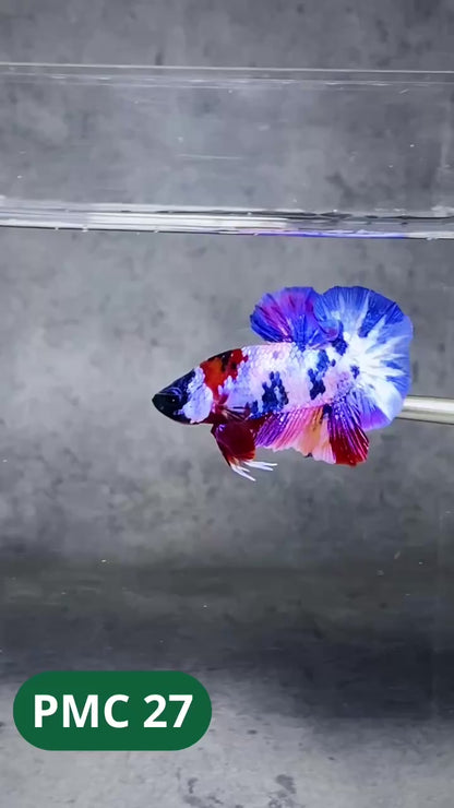 Multicolor Plakat Male Betta Fish |Show Grade|  You Pick Fish