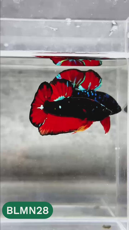 Dark Flame Hellfire Plakat Male Betta Fish | You Pick Fish | Rare Betta