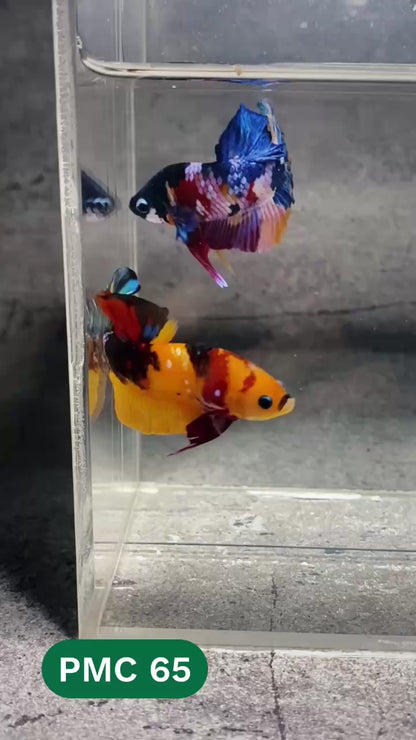 Multicolor Plakat Male Betta Fish |Show Grade|  You Pick Fish