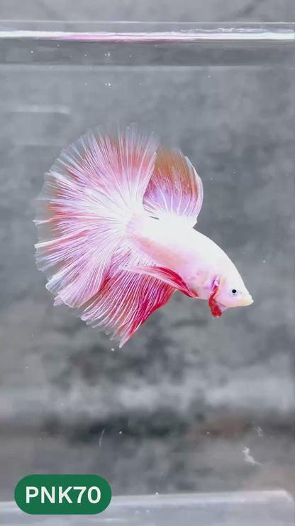 Pink Halfmoon Male Betta Fish | You Pick Fish | Order Directly From Farm