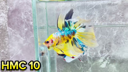 Multicolor Halfmoon Male Betta Fish | High Grade | Order Directly From Farm|  You Pick Fish |