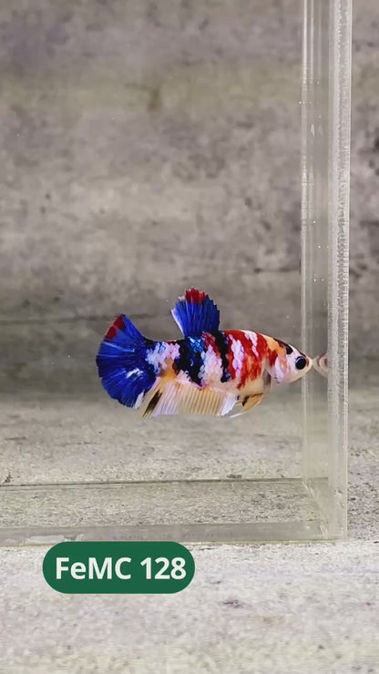 Multicolor Female Betta Fish | You Pick Fish | High Grade