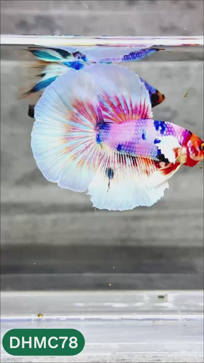 Multicolor Halfmoon Male Betta Fish | Order Directly From Farm | You Pick Fish