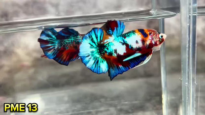 Metallic Plakat Betta Fish | You Pick Betta | Show Grade