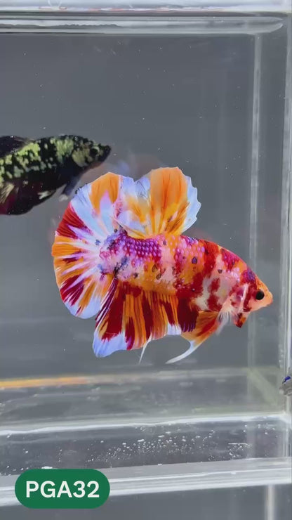 King Giant Plakat Male Betta Fish | You Pick Fish | High Grade