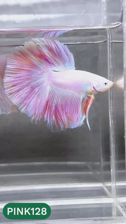 Pink Halfmoon Male Betta Fish | You Pick Fish | Order Directly From Farm