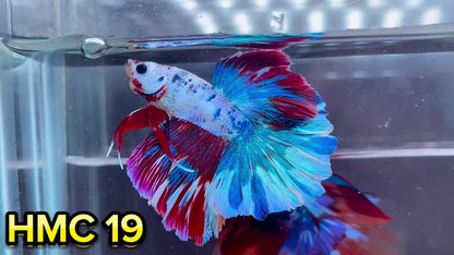 Multicolor Halfmoon Male Betta Fish | High Grade | Order Directly From Farm|  You Pick Fish |