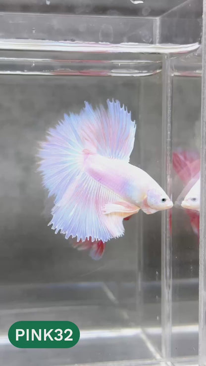 Pink Halfmoon Male Betta Fish | You Pick Fish | Order Directly From Farm