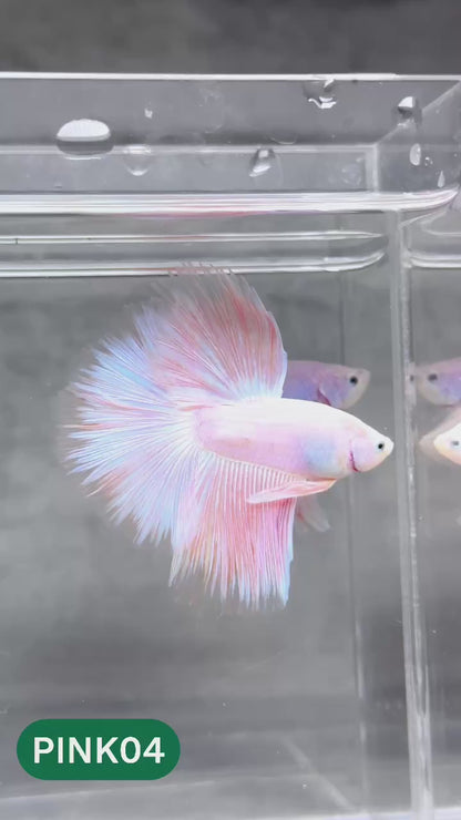 Pink Halfmoon Male Betta Fish | You Pick Fish | Order Directly From Farm