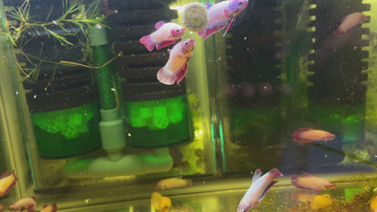 Neon Mix Female Betta Fish Sorority (Rare Color)