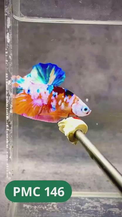 Multicolor Plakat Male Betta Fish |Show Grade|  You Pick Fish