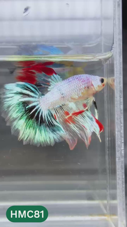 Multicolor Halfmoon Male Betta Fish | Order Directly From Farm | You Pick Fish