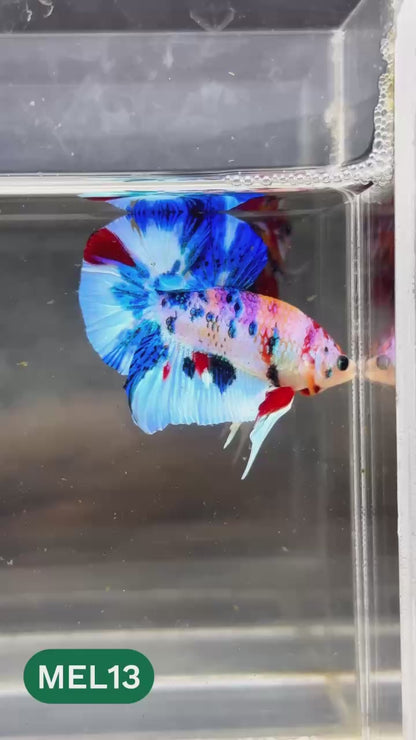 Metallic Plakat Betta Fish | You Pick Betta | Show Grade