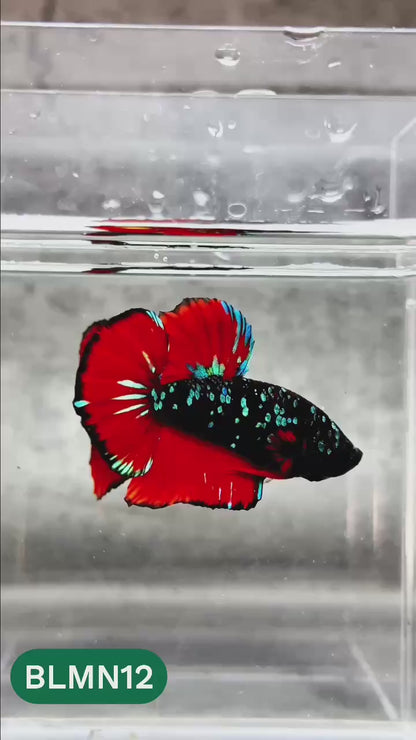 Dark Flame Hellfire Plakat Male Betta Fish | You Pick Fish | Rare Betta