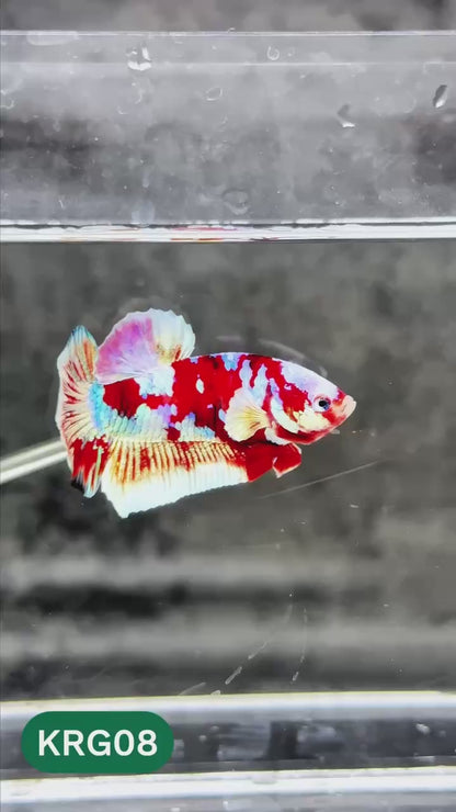 Koi Red Gold Galaxy Plakat Male Betta Fish | You Pick Fish