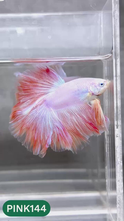 Pink Halfmoon Male Betta Fish | You Pick Fish | Order Directly From Farm