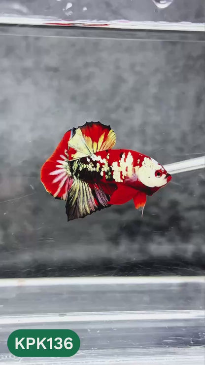 Multicolor Yellow Base Plakat Male Betta Fish | Order Directly From Farm |  You Pick Fish