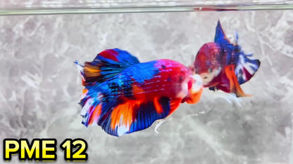 Metallic Plakat Betta Fish | You Pick Betta | Show Grade