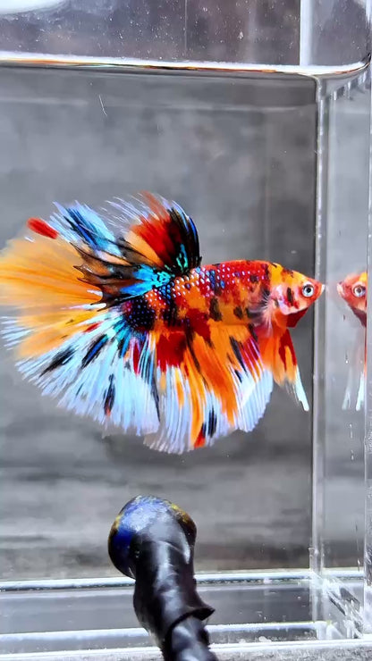 Multicolor Halfmoon Male Betta Fish | High Grade | Order Directly From Farm |  You Pick Fish |