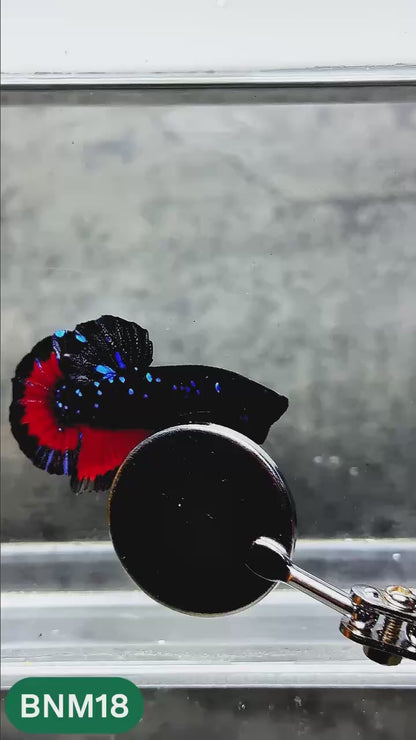Dark Flame Hellfire Plakat Male Betta Fish | You Pick Fish | Rare Betta