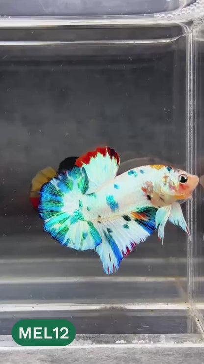 Metallic Plakat Betta Fish | You Pick Betta | Show Grade