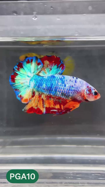 King Giant Plakat Male Betta Fish | You Pick Fish | High Grade