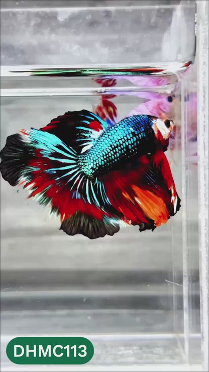 Multicolor Halfmoon Male Betta Fish | Order Directly From Farm | You Pick Fish