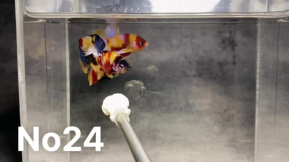 Multicolor Plakat Male Betta Fish |Show Grade|  You Pick Fish